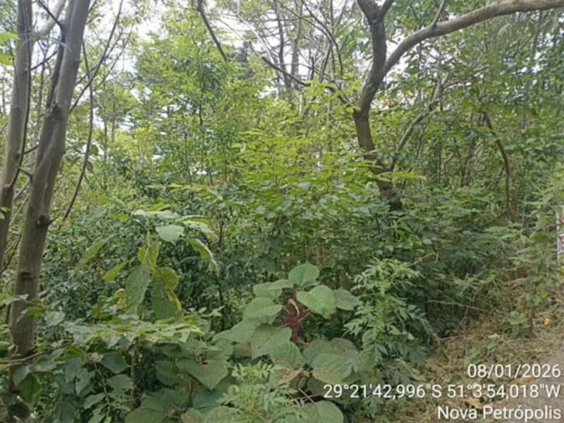 Foto 5 de 8: Terreno em leilão em Nova Petrópolis - RS — Terreno - Nova Petrópolis - RS