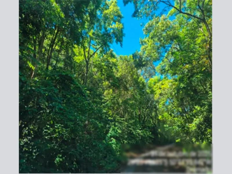 Foto 2 de 12: Area Rural em leilão em Gramado - RS — Gleba - Gramado - RS