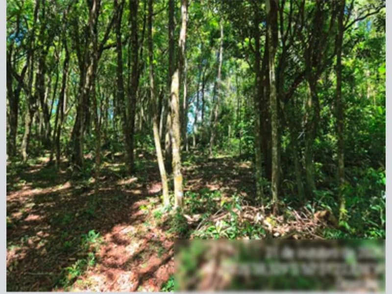 Foto 5 de 12: Area Rural em leilão em Gramado - RS — Gleba - Gramado - RS