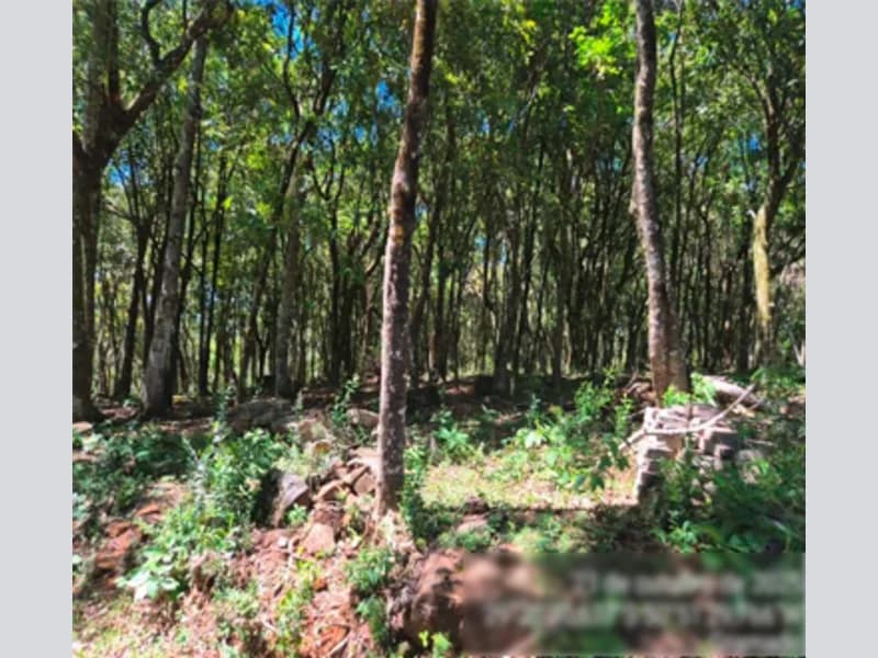 Foto 9 de 12: Area Rural em leilão em Gramado - RS — Gleba - Gramado - RS