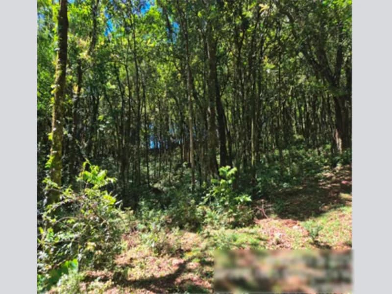 Foto 9 de 12: Terreno em leilão em Gramado - RS, bairro Várzea A Grande — Fração de terra - Gramado - RS
