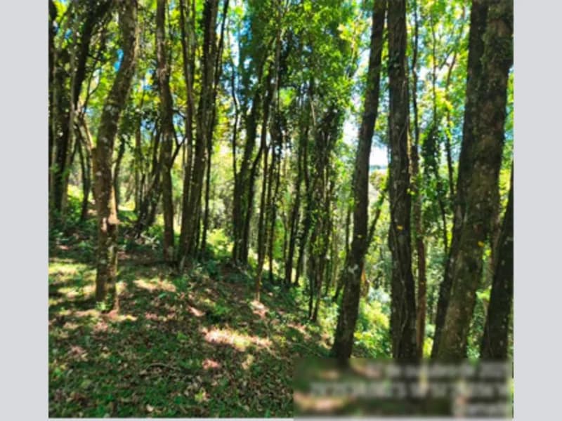 Foto 8 de 12: Terreno em leilão em Gramado - RS, bairro Várzea A Grande — Fração de terra - Gramado - RS