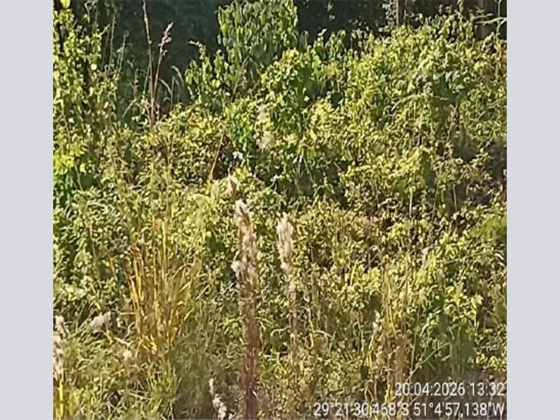 Foto 1 de 9: Terreno em leilão em Nova Petrópolis - RS, bairro Piá — Terreno - Nova Petrópolis - RS