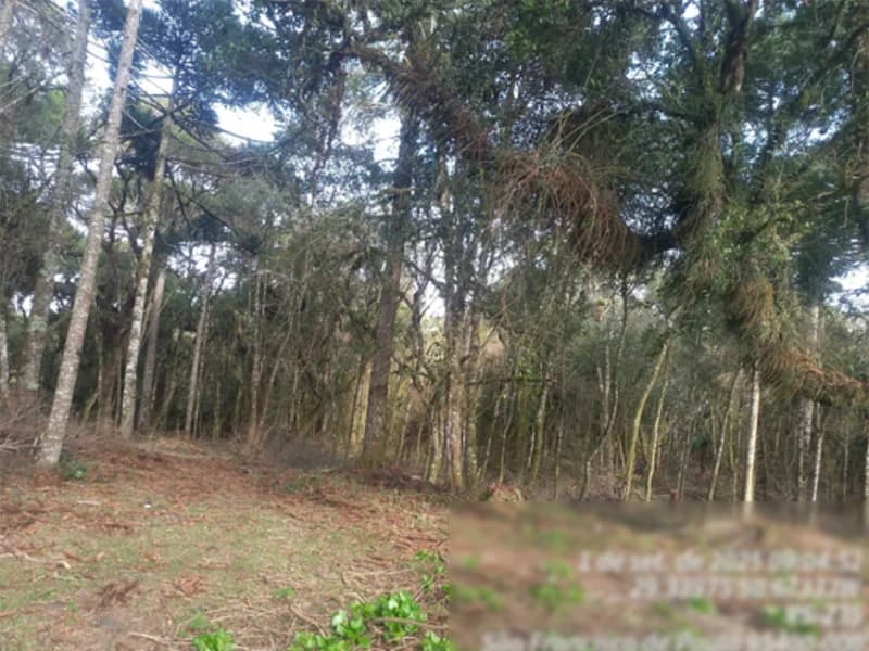 Foto 2 de 4: Terreno em leilão em São Francisco De Paula - RS — Terreno - São Francisco de Paula - RS