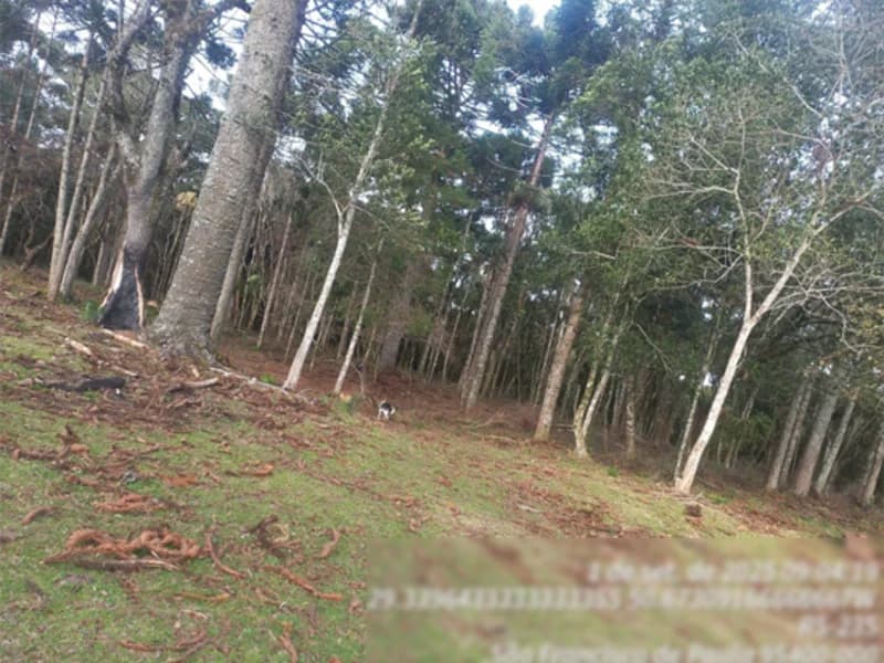 Foto 3 de 4: Terreno em leilão em São Francisco De Paula - RS — Terreno - São Francisco de Paula - RS