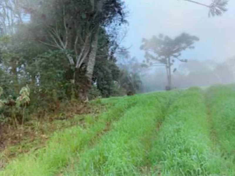 Foto 3 de 12: Terreno em leilão em Paula Freitas - PR — Terreno - Paula Freitas - PR
