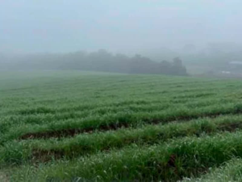 Foto 8 de 12: Terreno em leilão em Paula Freitas - PR — Terreno - Paula Freitas - PR