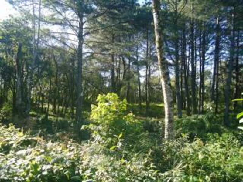 Foto 3 de 10: Terreno em leilão em Gramado - RS — Terreno - Gramado - RS