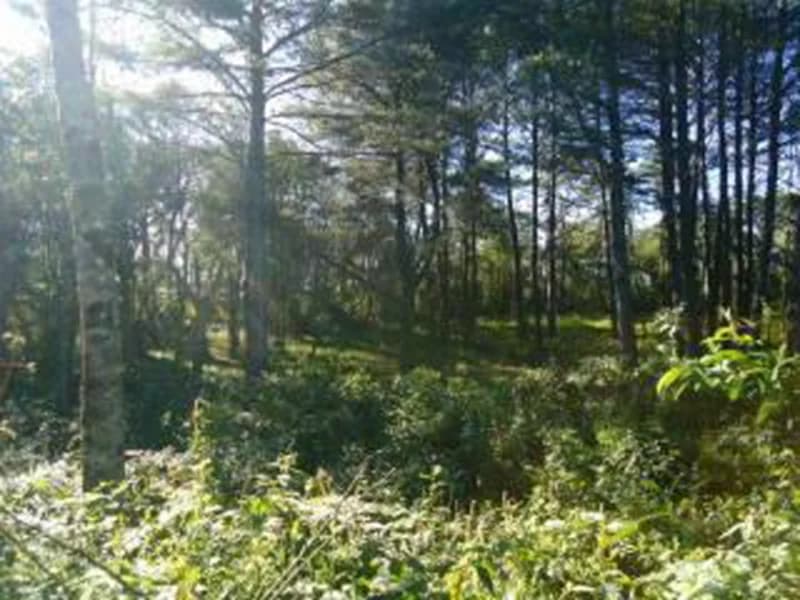 Foto 10 de 10: Terreno em leilão em Gramado - RS — Terreno - Gramado - RS