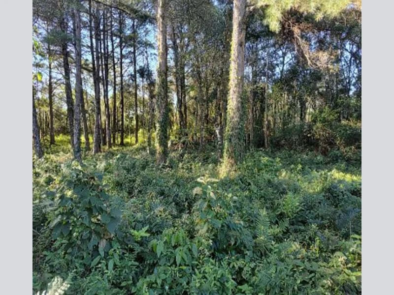 Foto 6 de 10: Terreno em leilão em Gramado - RS — Terreno - Gramado - RS