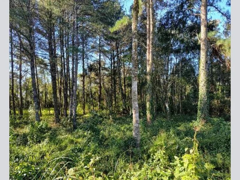 Foto 7 de 10: Terreno em leilão em Gramado - RS — Terreno - Gramado - RS