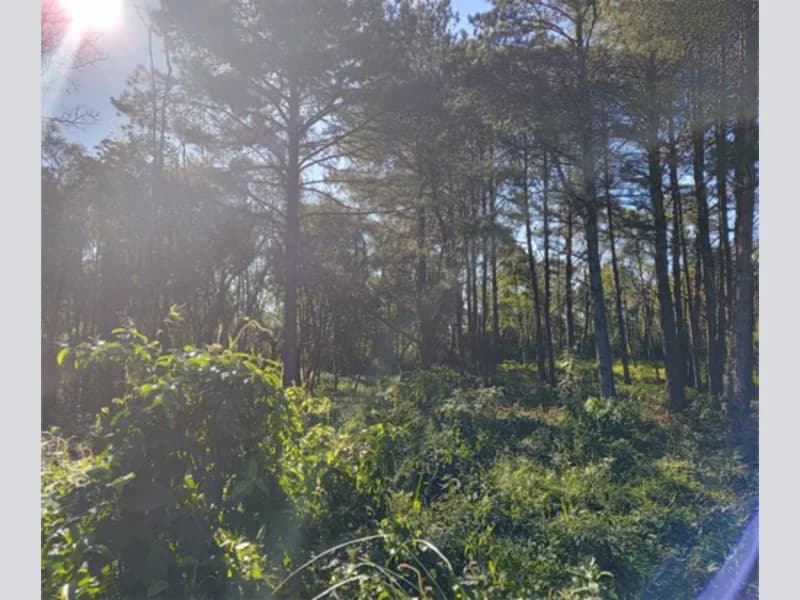 Foto 9 de 10: Terreno em leilão em Gramado - RS — Terreno - Gramado - RS