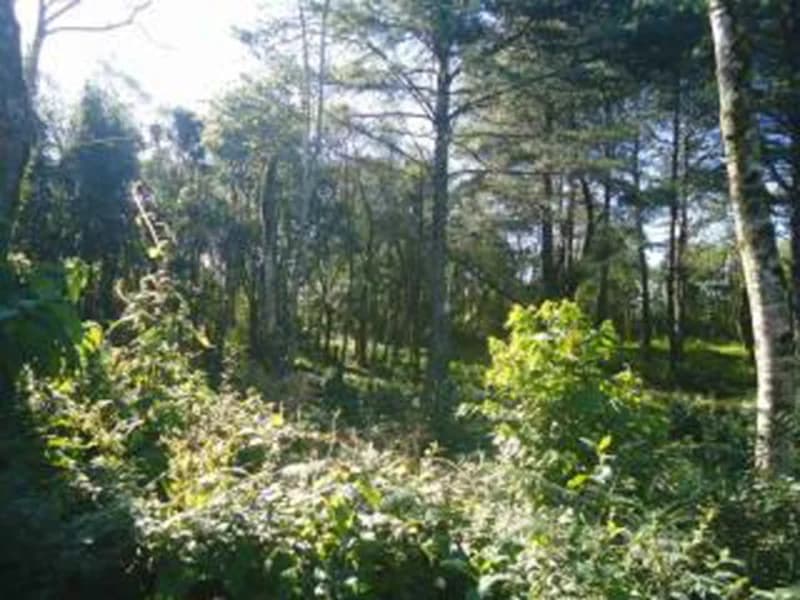 Foto 1 de 10: Terreno em leilão em Gramado - RS — Terreno - Gramado - RS