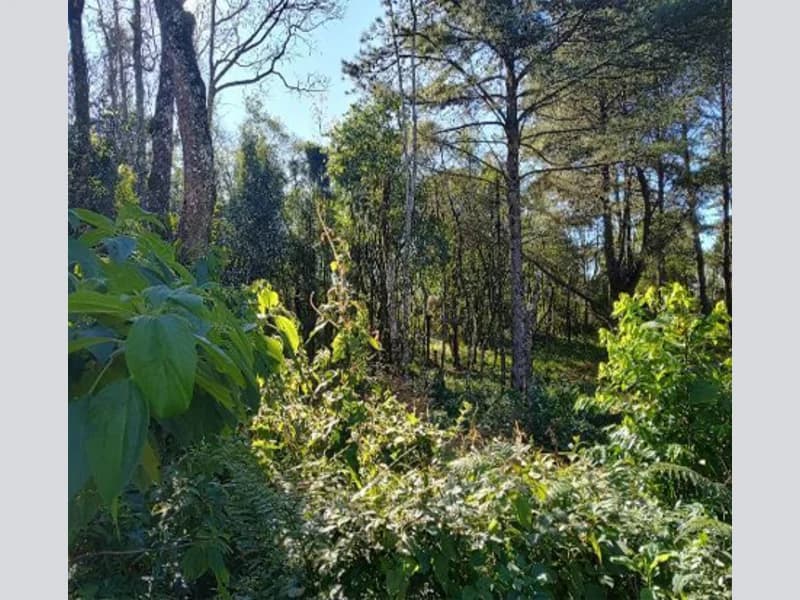 Foto 8 de 10: Terreno em leilão em Gramado - RS — Terreno - Gramado - RS