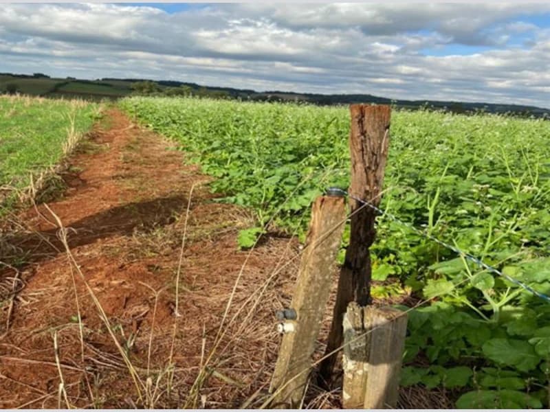 Foto 3 de 19: Terreno em leilão em São Paulo Das Missões - RS — Terreno - Campina Das Missões - RS