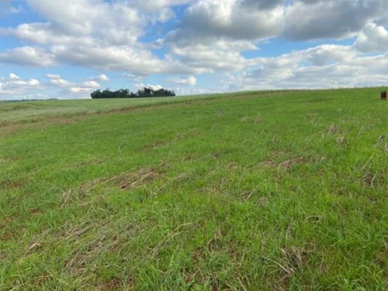 Foto 17 de 19: Terreno em leilão em São Paulo Das Missões - RS — Terreno - Campina Das Missões - RS