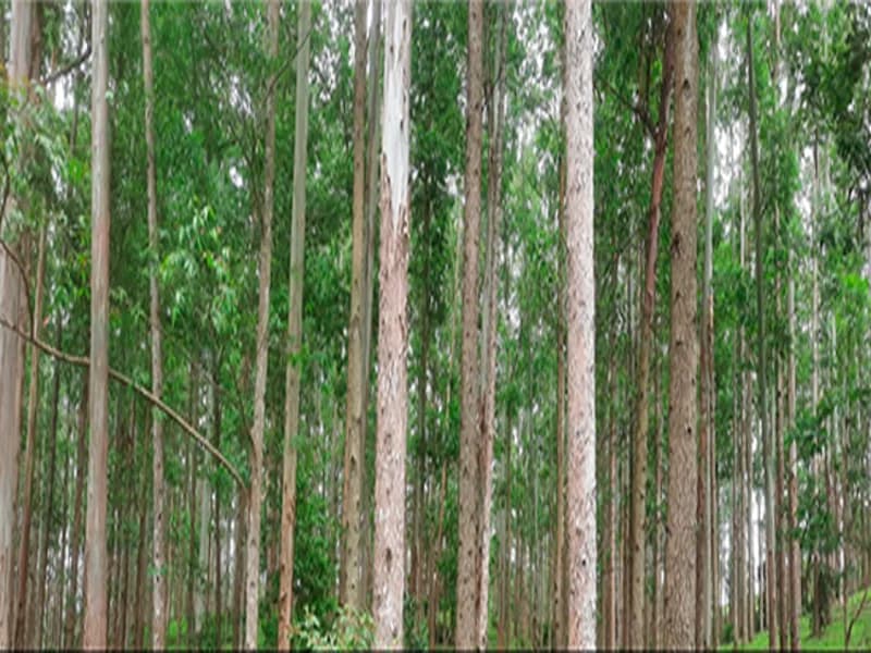 Foto 1 de 2: Terreno em leilão em Rio Do Campo - SC, bairro Ribeirão Carneiro — Terreno - Rio do Campo - SC