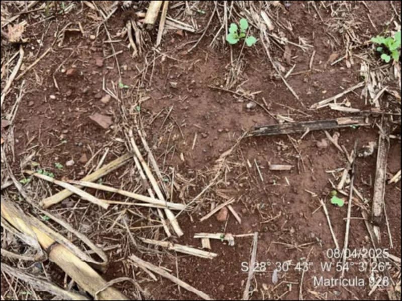 Foto 7 de 63: Terreno em leilão em Maçambará - RS — Fração de terra - Maçambara - RS