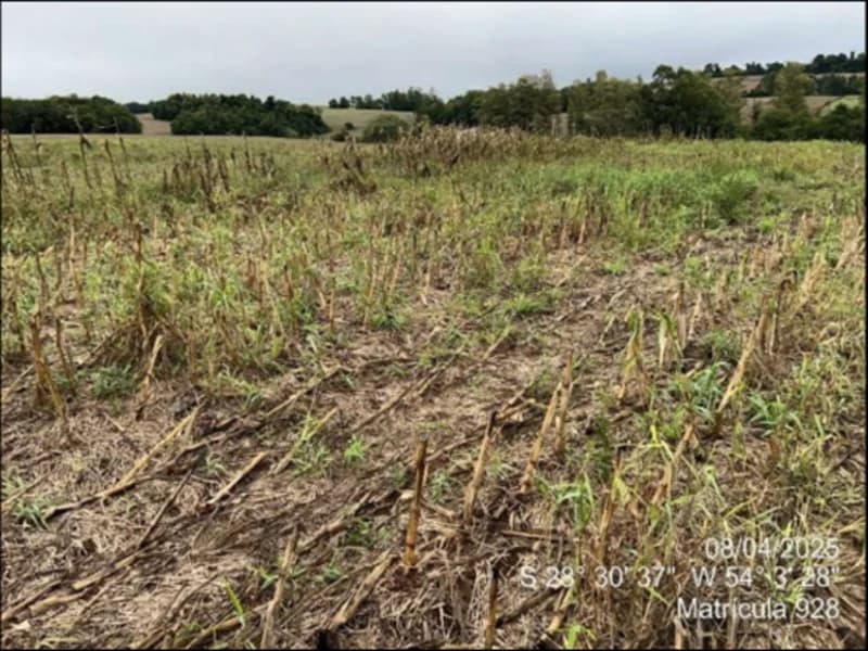 Foto 13 de 63: Terreno em leilão em Maçambará - RS — Fração de terra - Maçambara - RS