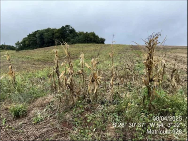 Foto 20 de 63: Terreno em leilão em Maçambará - RS — Fração de terra - Maçambara - RS