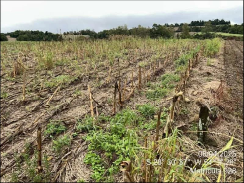 Foto 24 de 63: Terreno em leilão em Maçambará - RS — Fração de terra - Maçambara - RS
