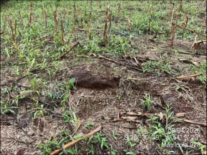 Foto 28 de 63: Terreno em leilão em Maçambará - RS — Fração de terra - Maçambara - RS