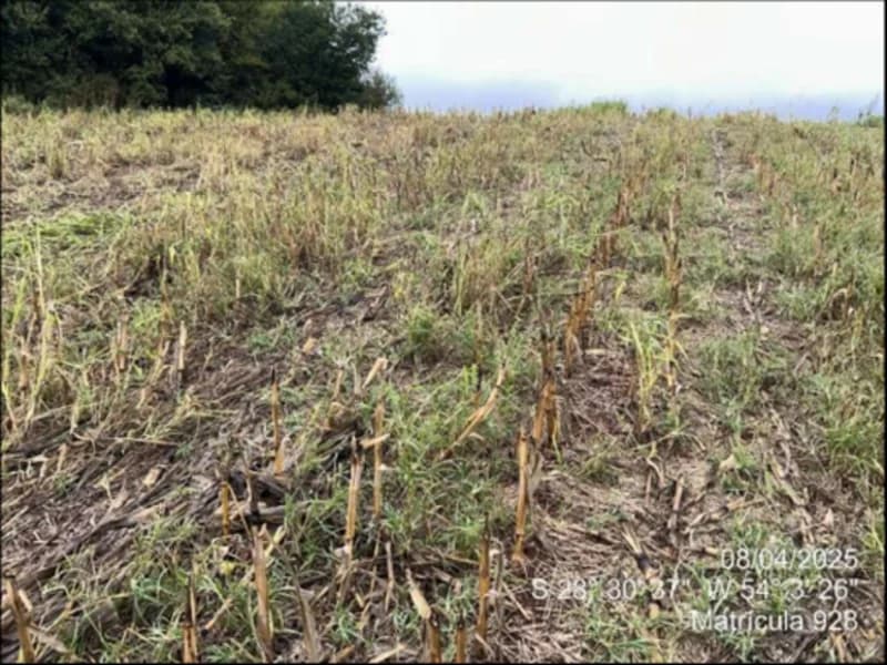 Foto 38 de 63: Terreno em leilão em Maçambará - RS — Fração de terra - Maçambara - RS