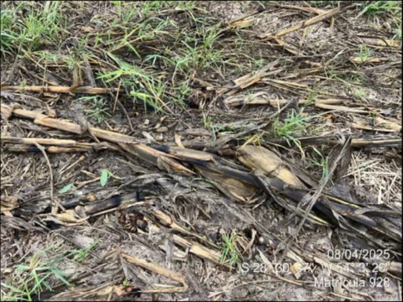Foto 41 de 63: Terreno em leilão em Maçambará - RS — Fração de terra - Maçambara - RS