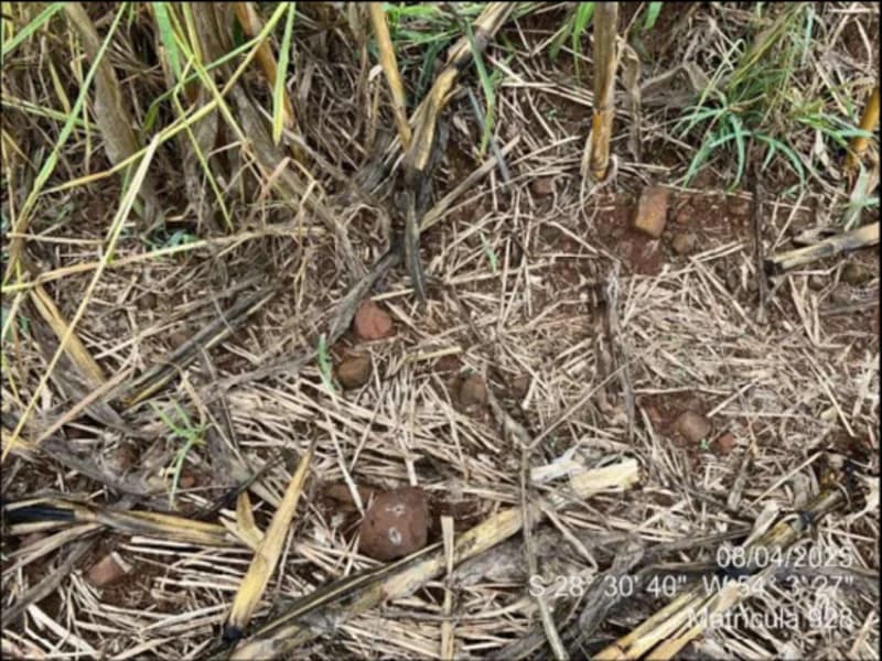 Foto 45 de 63: Terreno em leilão em Maçambará - RS — Fração de terra - Maçambara - RS