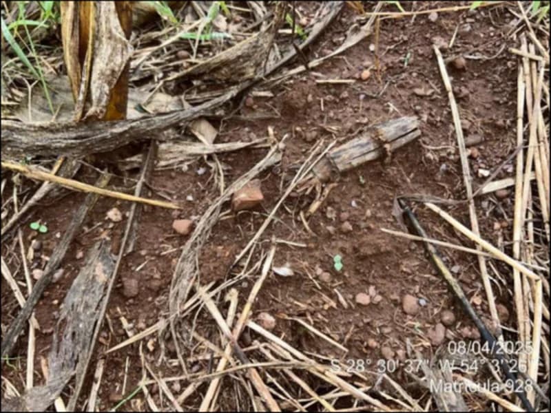 Foto 40 de 63: Terreno em leilão em Maçambará - RS — Fração de terra - Maçambara - RS