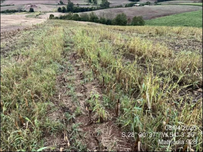 Foto 58 de 63: Terreno em leilão em Maçambará - RS — Fração de terra - Maçambara - RS