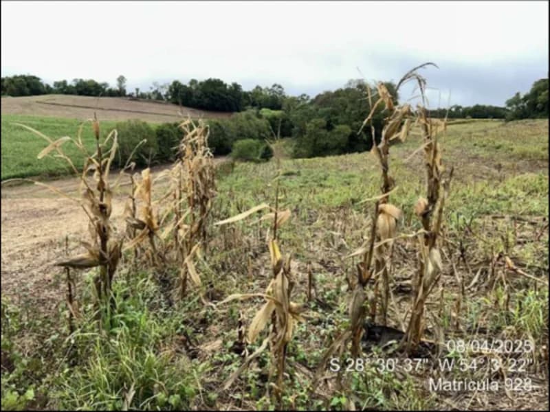 Foto 62 de 63: Terreno em leilão em Maçambará - RS — Fração de terra - Maçambara - RS