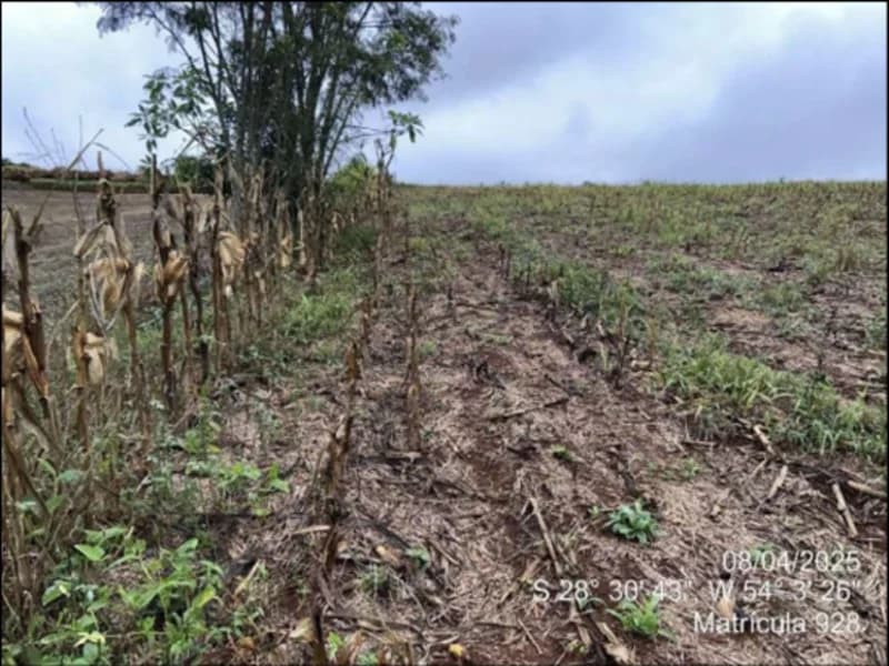 Foto 61 de 63: Terreno em leilão em Maçambará - RS — Fração de terra - Maçambara - RS