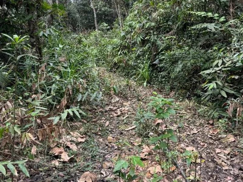 Foto 7 de 8: Terreno em leilão em Brusque - SC, bairro São Pedro — Terreno - Brusque - SC