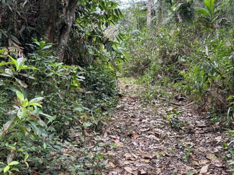 Foto 4 de 8: Terreno em leilão em Brusque - SC, bairro São Pedro — Terreno - Brusque - SC