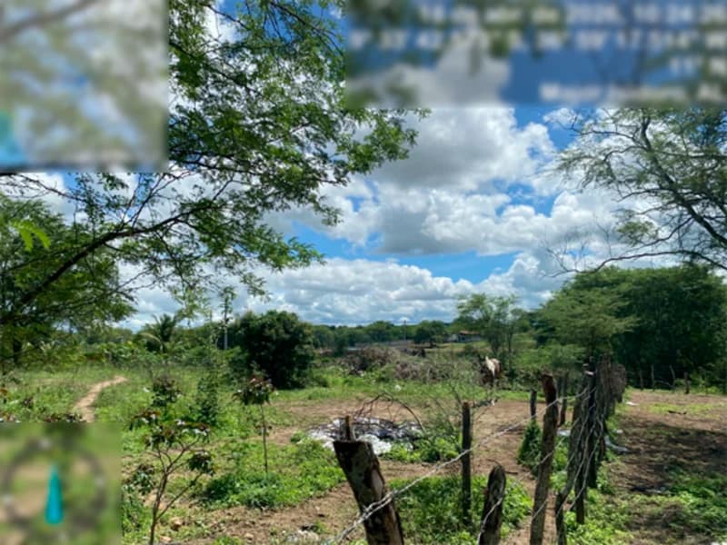 Foto 3 de 6: Terreno em leilão em Major Isidoro - AL, bairro Povoado São Marcos — Terreno - Major Isidoro - AL
