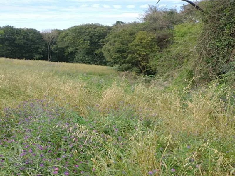 Foto 5 de 5: Terreno em leilão em Santo Ângelo - RS — Terreno - Santo Ângelo - RS