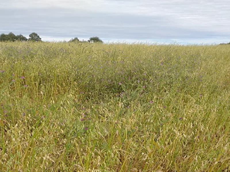 Foto 4 de 5: Terreno em leilão em Santo Ângelo - RS — Terreno - Santo Ângelo - RS