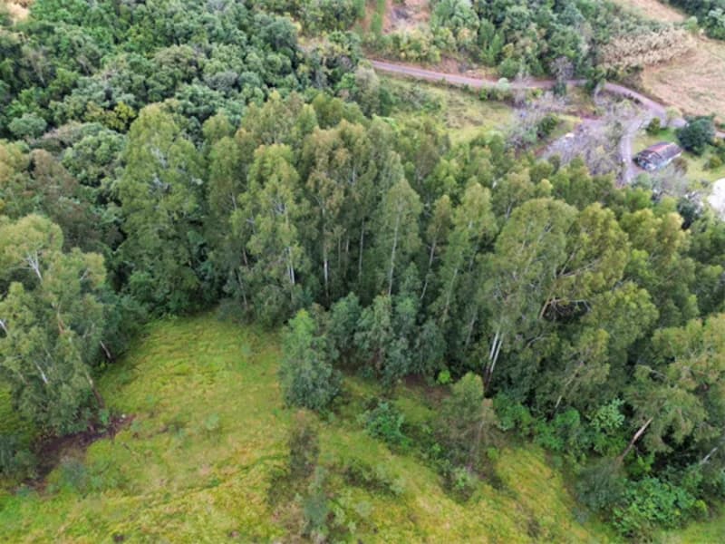 Foto 13 de 26: Terreno em leilão em Jaborá - SC — Terreno - Jaborá - SC