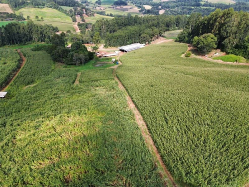 Foto 5 de 11: Terreno em leilão em Jaborá - SC — Terreno - Jaborá - SC