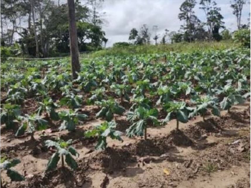 Foto 4 de 4: Area Rural em leilão em Careiro Da Várzea - AM — Área Rural à venda em leilão