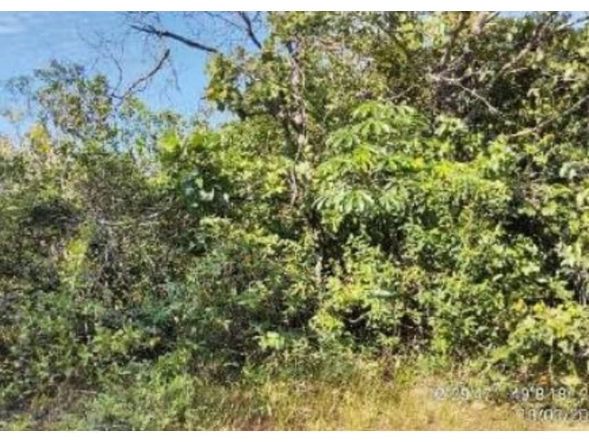 Foto 7 de 20: Area Rural em leilão em Alvorada - TO — Área Rural à venda em leilão
