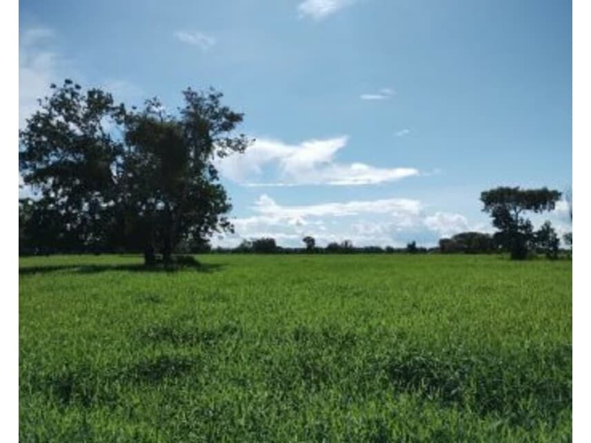 Foto 3 de 4: Area Rural em leilão em Careiro Da Várzea - AM — Área Rural à venda em leilão