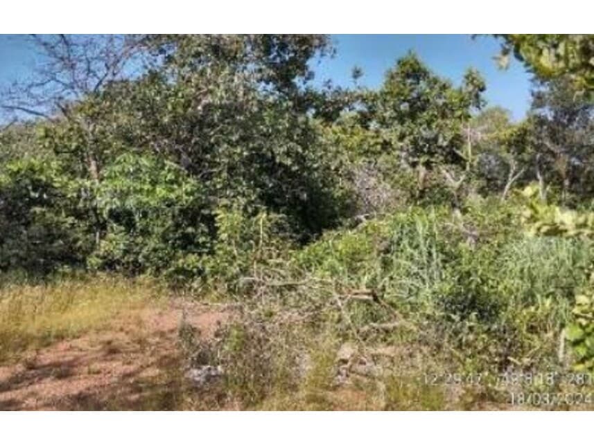 Foto 6 de 20: Area Rural em leilão em Alvorada - TO — Área Rural à venda em leilão