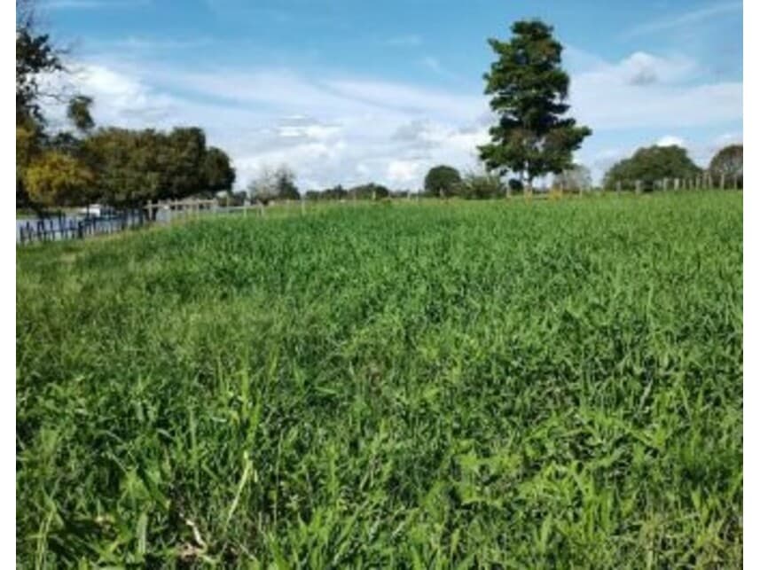 Foto 2 de 4: Area Rural em leilão em Careiro Da Várzea - AM — Área Rural à venda em leilão
