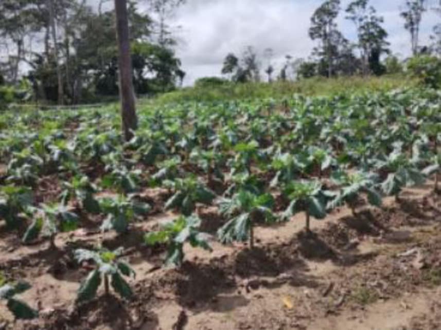 Foto 2 de 4: Area Rural em leilão em Careiro Da Várzea - AM — Área Rural à venda em leilão