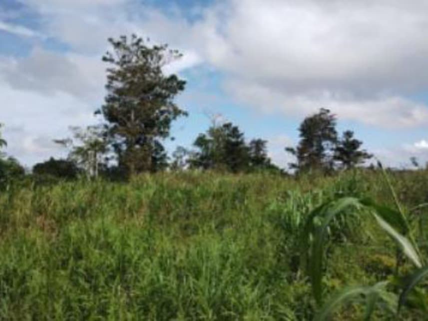 Foto 4 de 4: Area Rural em leilão em Careiro Da Várzea - AM — Área Rural à venda em leilão