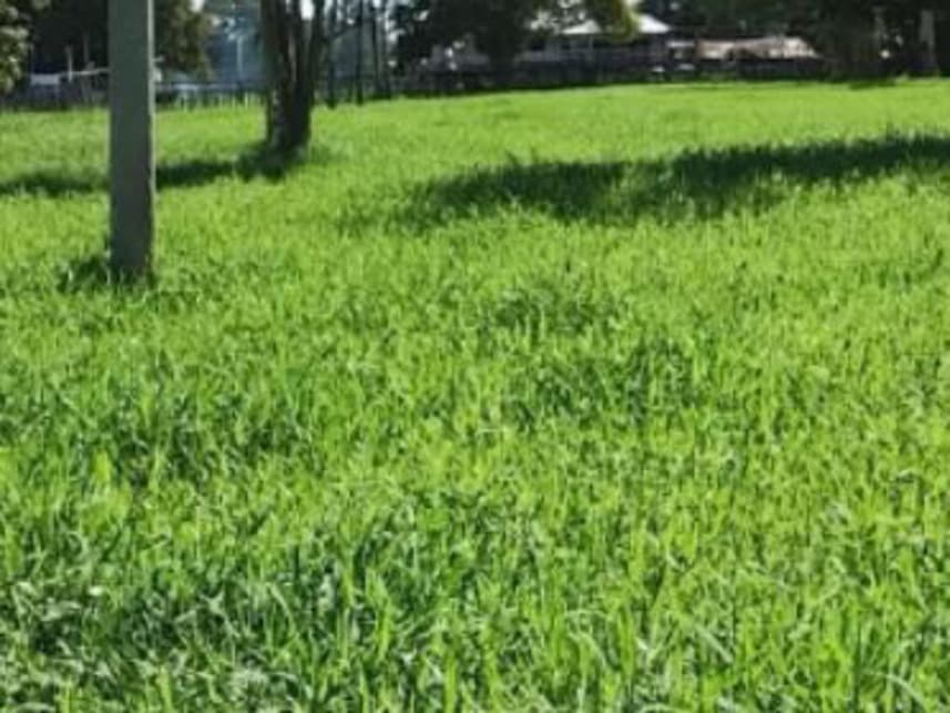 Foto 3 de 4: Area Rural em leilão em Careiro Da Várzea - AM — Área Rural à venda em leilão
