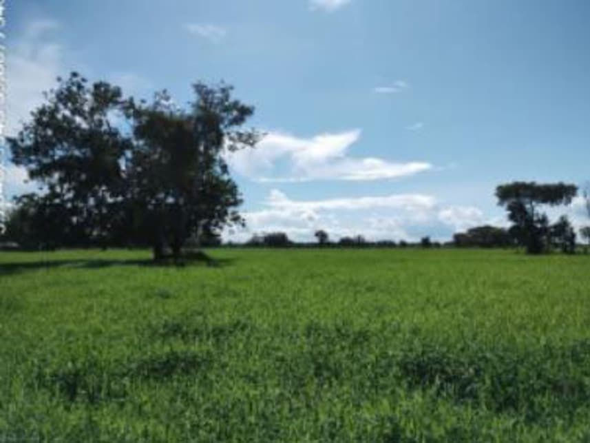 Foto 1 de 4: Area Rural em leilão em Careiro Da Várzea - AM — Área Rural à venda em leilão