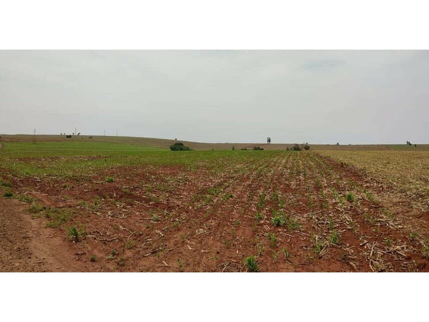 Foto 6 de 6: Area Rural em leilão em Formosa Do Oeste - PR — Área Rural à venda em leilão